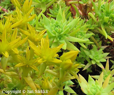 Sedum stenopetalum